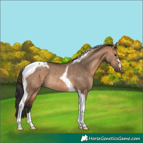 Horse Color:Bay Dun Tobiano Rabicano