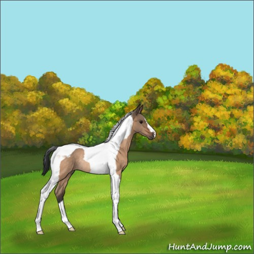 Horse Color:Bay Dun Tobiano Rabicano