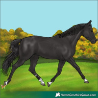 Horse Color:Smoky Black 