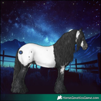 Horse Color:Black Appaloosa 