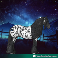 Horse Color:Black Appaloosa