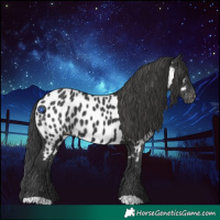Horse Color:Black Appaloosa 