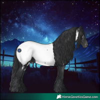 Horse Color:Black Appaloosa 
