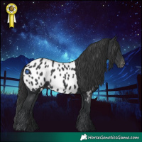 Horse Color:Black Near Leopard 
