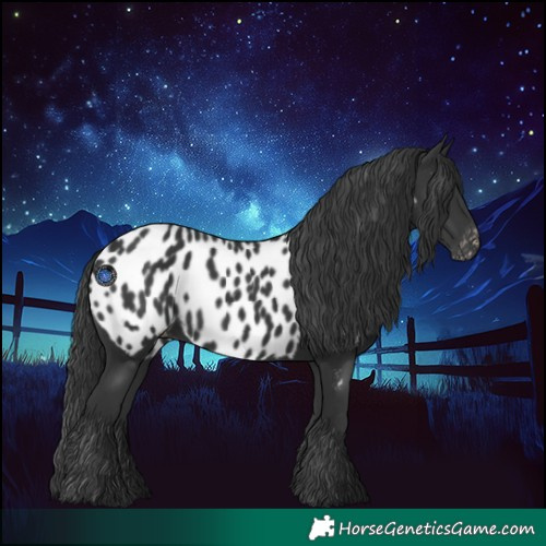 Horse Color:Black Near Leopard 
