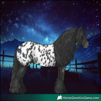 Horse Color:Black Near Leopard 