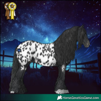 Horse Color:Black Appaloosa