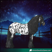 Horse Color:Black Appaloosa