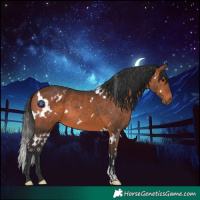 Horse Color:White Spotted Bay