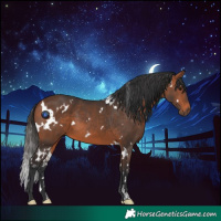 Horse Color:White Spotted Bay 