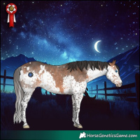 Horse Color:White Spotted Bay Splash 