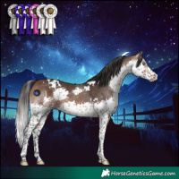 Horse Color:White Spotted Bay Splash 
