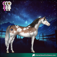 Horse Color:White Spotted Bay Splash 