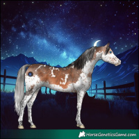 Horse Color:White Spotted Bay Splash 