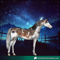 Horse Color:White Spotted Bay Splash 