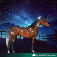 Horse Color:White Spotted Bay 