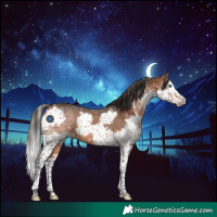 Horse Color:White Spotted Bay Splash 