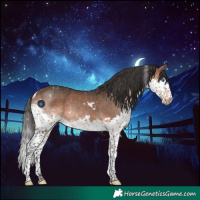 Horse Color:White Spotted Bay Splash 