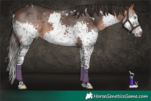 Horse Color:White Spotted Bay Splash