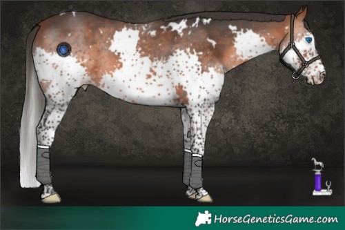 Horse Color:White Spotted Bay Splash 