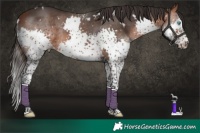 Horse Color:White Spotted Bay Splash