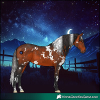 Horse Color:White Spotted Bay 