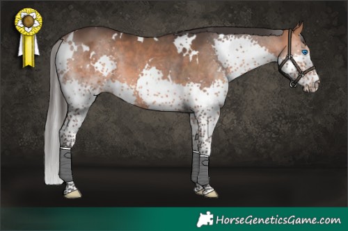 Horse Color:White Spotted Bay Splash 
