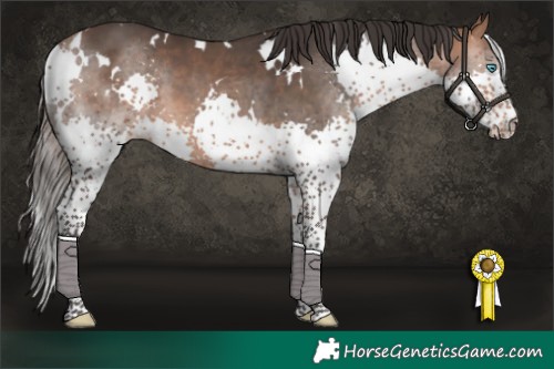 Horse Color:White Spotted Bay Splash 