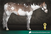 Horse Color:White Spotted Bay Splash 