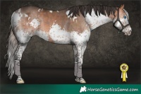 Horse Color:White Spotted Bay Splash 