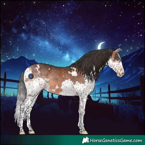 Horse Color:White Spotted Bay Splash 