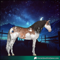 Horse Color:White Spotted Bay Splash 