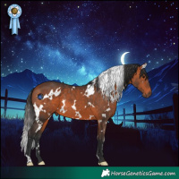 Horse Color:White Spotted Bay 
