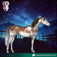 Horse Color:White Spotted Bay Splash