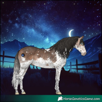 Horse Color:White Spotted Bay Splash