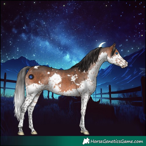 Horse Color:White Spotted Bay Splash 