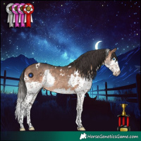 Horse Color:White Spotted Bay Splash 