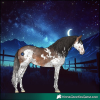 Horse Color:White Spotted Bay Splash