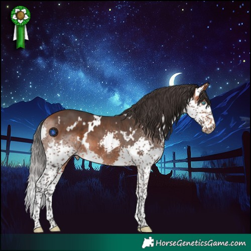 Horse Color:White Spotted Bay Splash