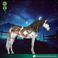 Horse Color:White Spotted Bay Splash