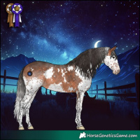 Horse Color:White Spotted Bay Splash 