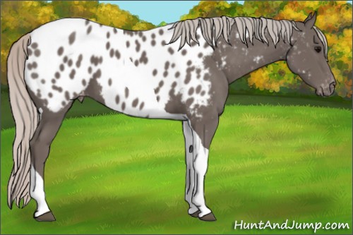 Horse Color:Silver Black Tobiano Appaloosa 