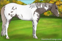 Horse Color:Silver Black Tobiano Near Leopard 