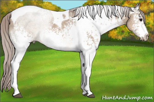Horse Color:White Spotted Silver Brown Dun Tobiano 