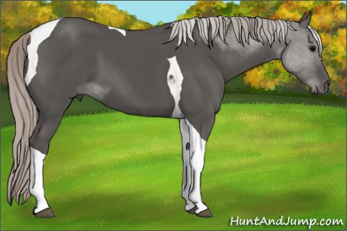 Horse Color:Silver Black Tobiano 