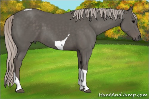 Horse Color:Silver Black Tobiano 