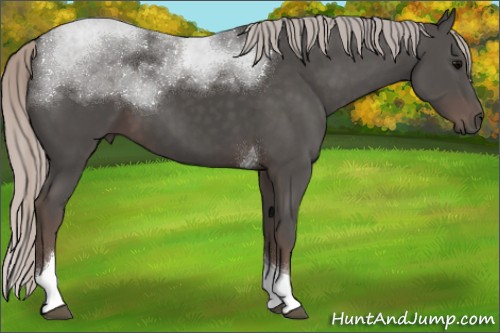 Horse Color:Silver Black Tobiano 