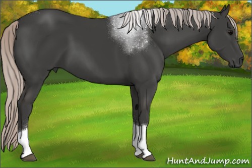 Horse Color:Silver Black Tobiano 