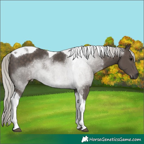 Horse Color:Silver Black Tobiano 