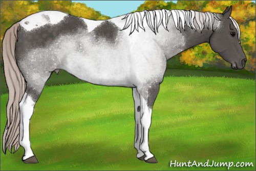 Horse Color:Silver Black Tobiano 
